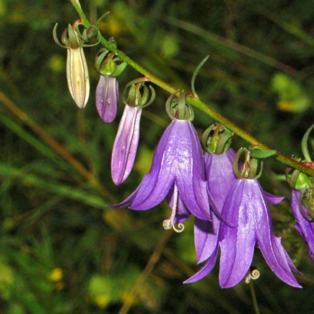 Campanula rapunculoides