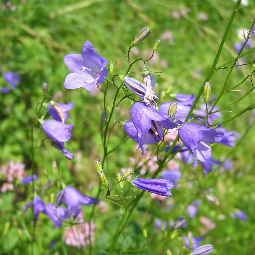 Campanula rotundifolia