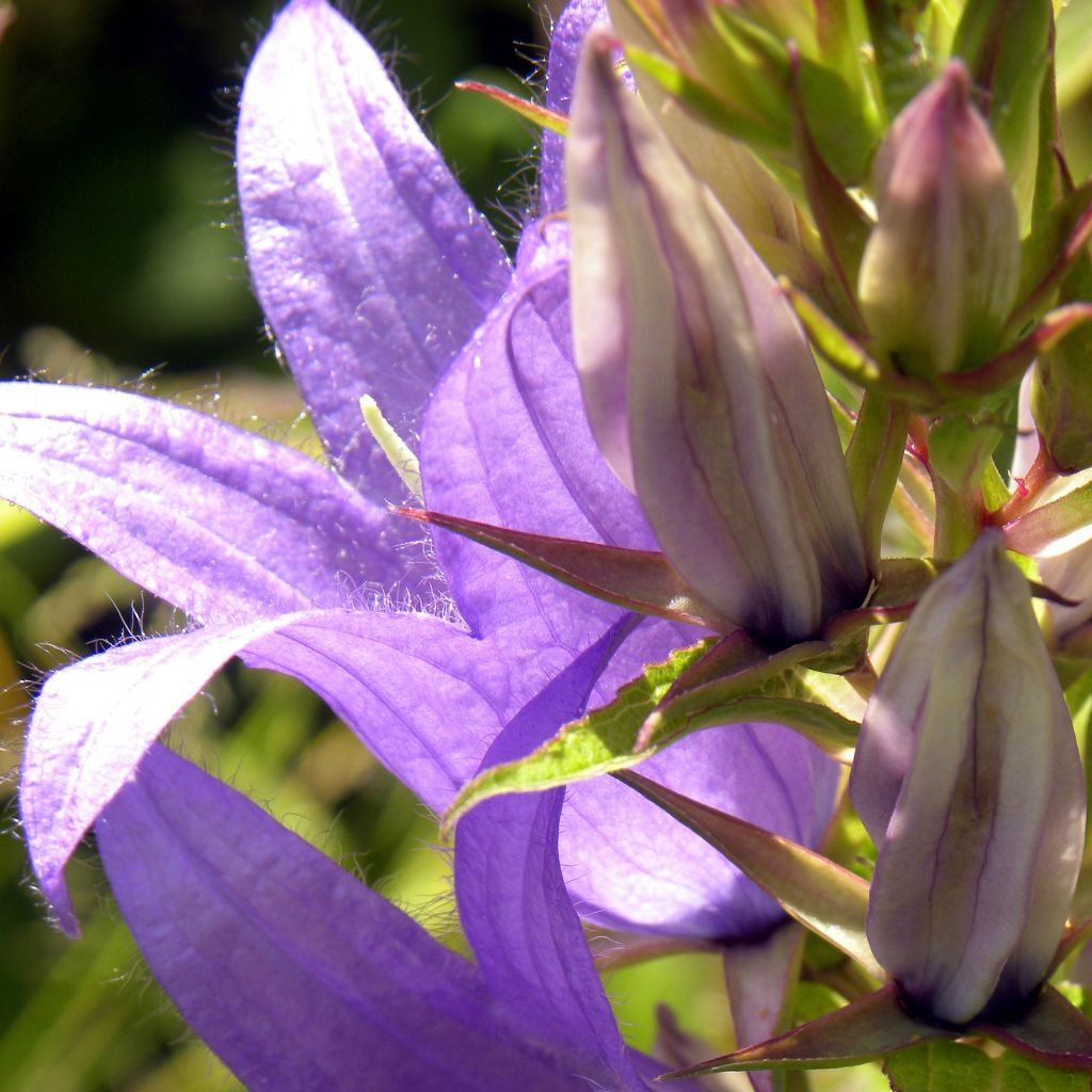 Campanula trachelium