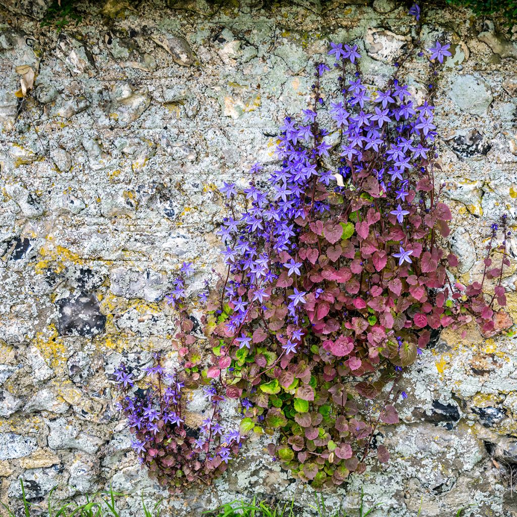 Campanula poscharskyana seeds - Trailing bellflower