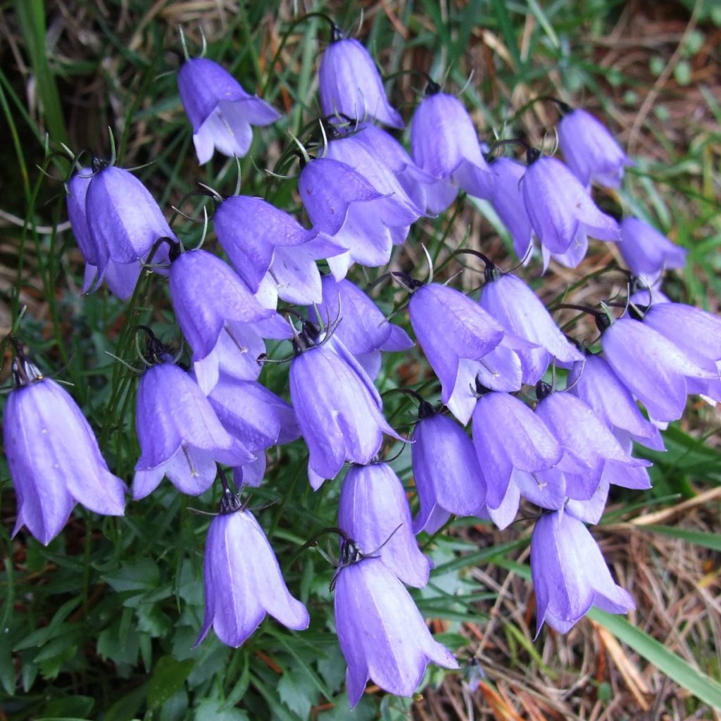 Campanula cochleariifolia