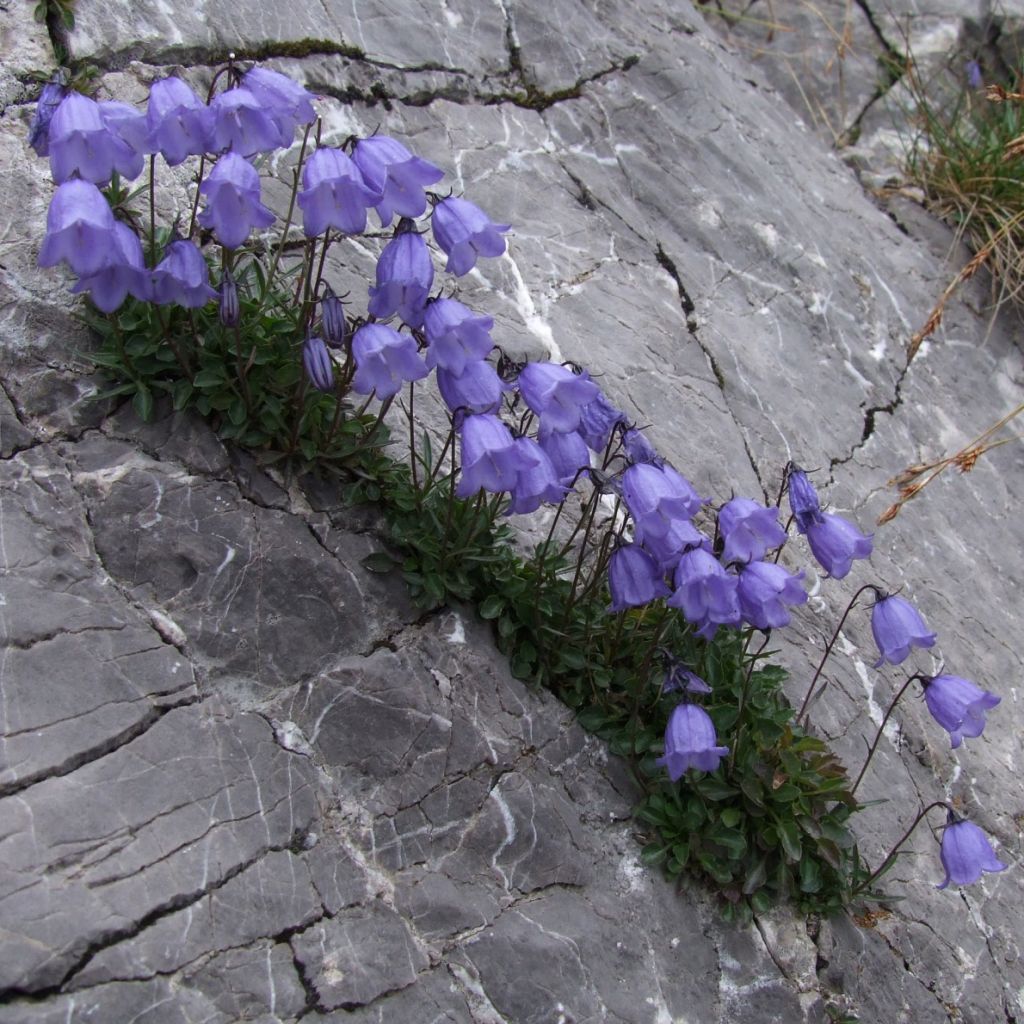 Campanula cochleariifolia