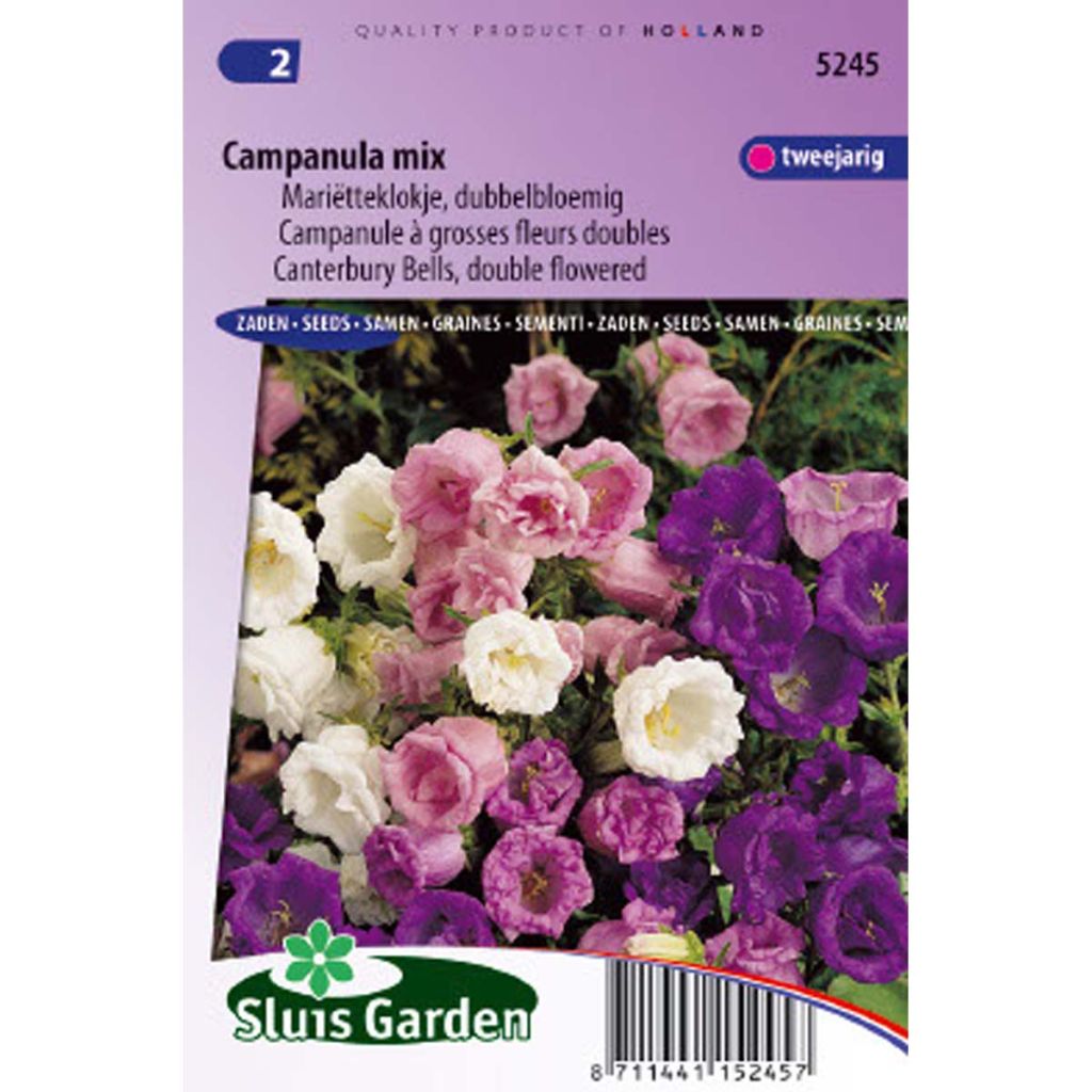 Campanula medium Double-Flowered - Canterbury Bells Seeds