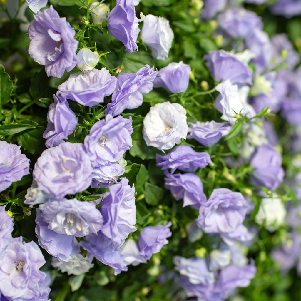 Campanula x haylodgensis Plena