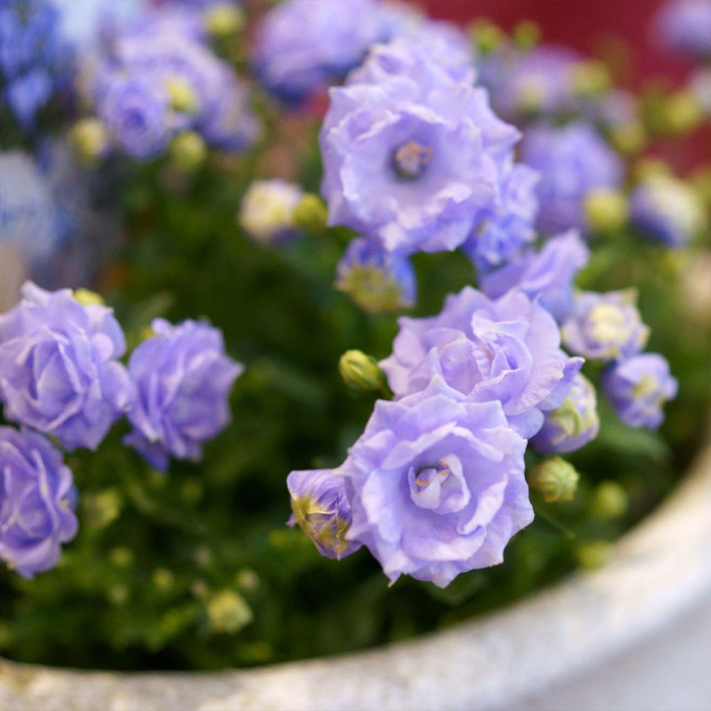 Campanula x haylodgensis Plena