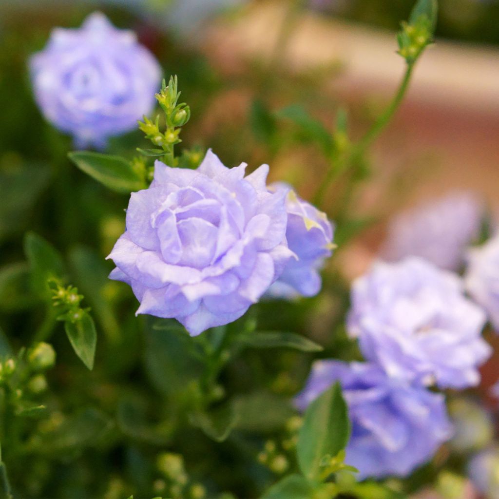 Campanula x haylodgensis Plena