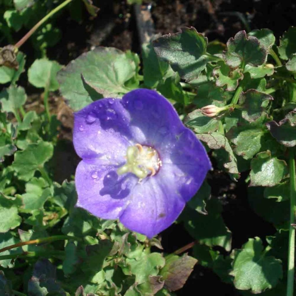 Campanula Royal Wave