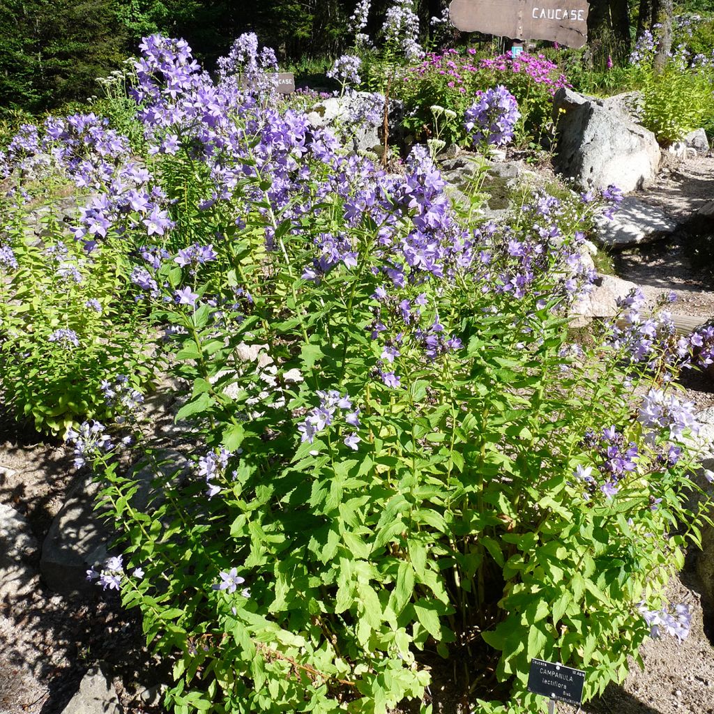 Campanula lactiflora