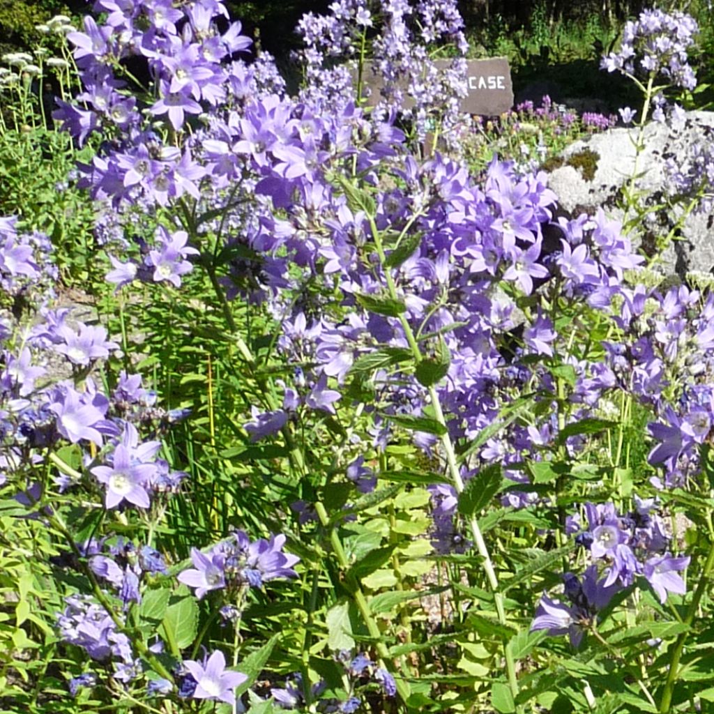 Campanula lactiflora