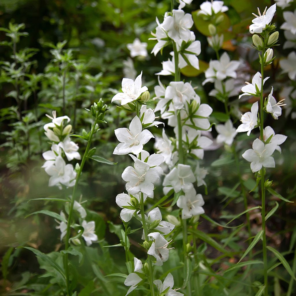 Campanula persicifolia var. planiflora f. alba