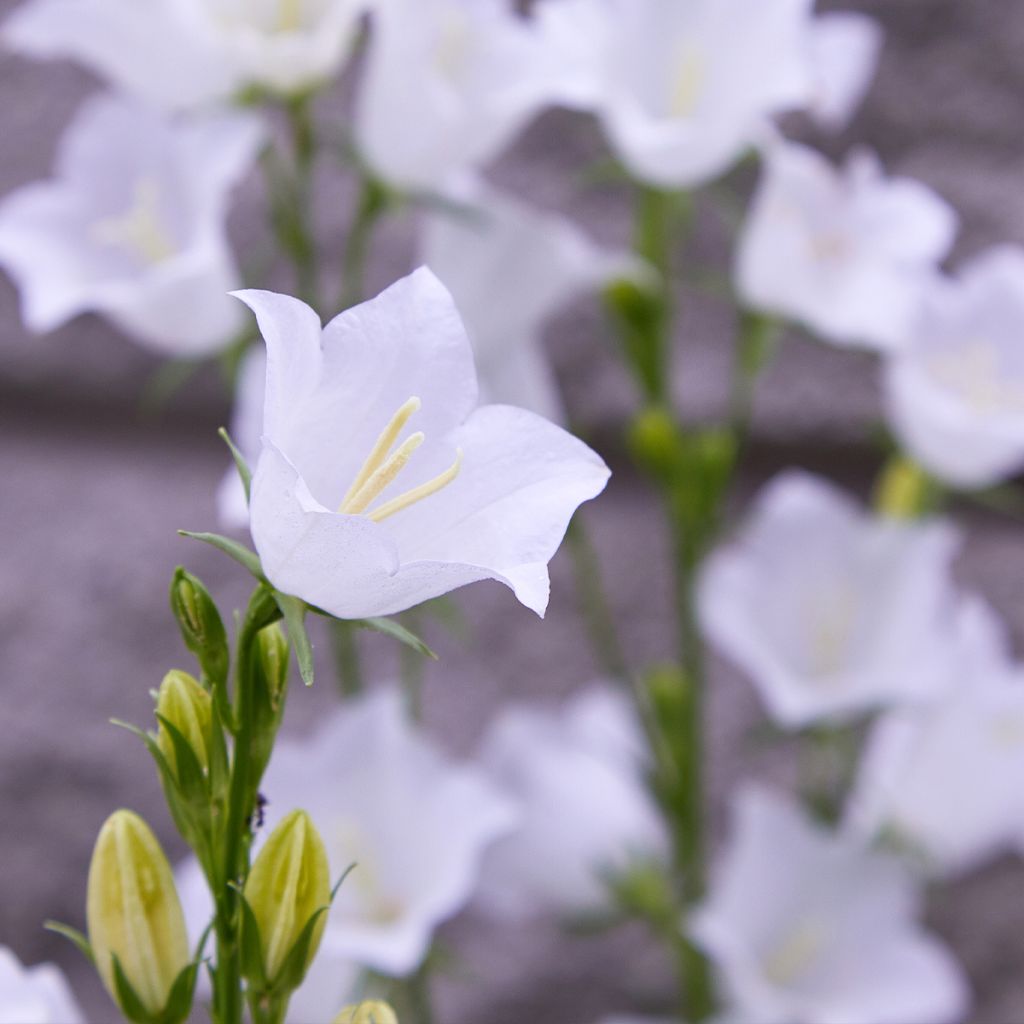 Campanula persicifolia var. planiflora f. alba