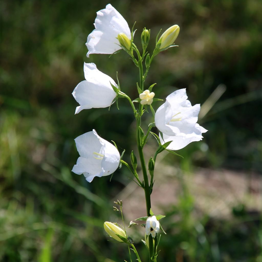 Campanula persicifolia var. planiflora f. alba