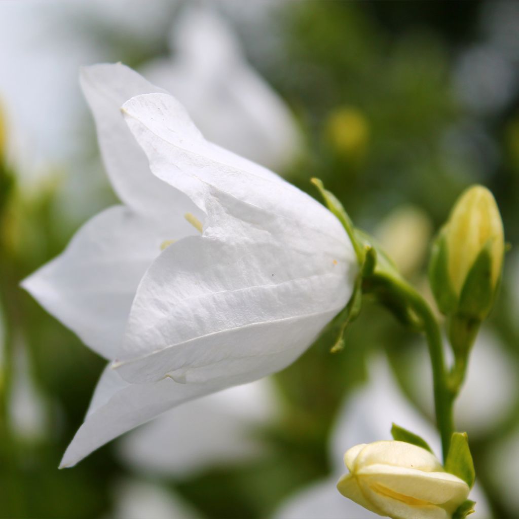 Campanula persicifolia var. planiflora f. alba