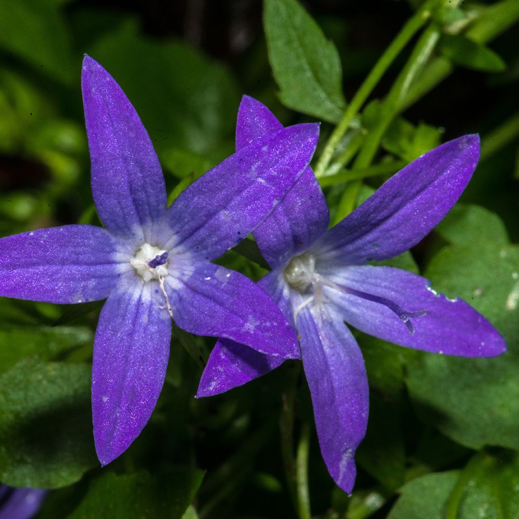 Campanula poscharskyana