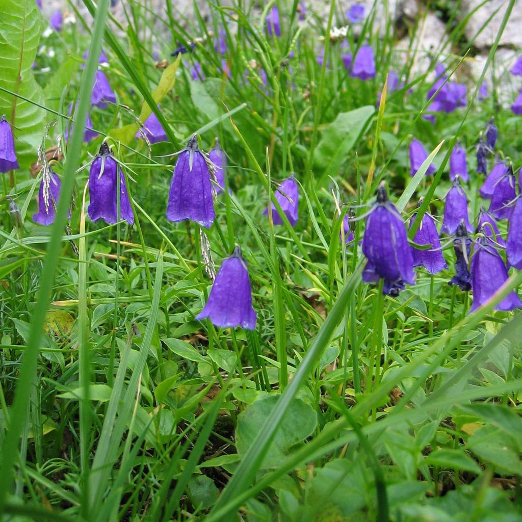 Campanula pulla