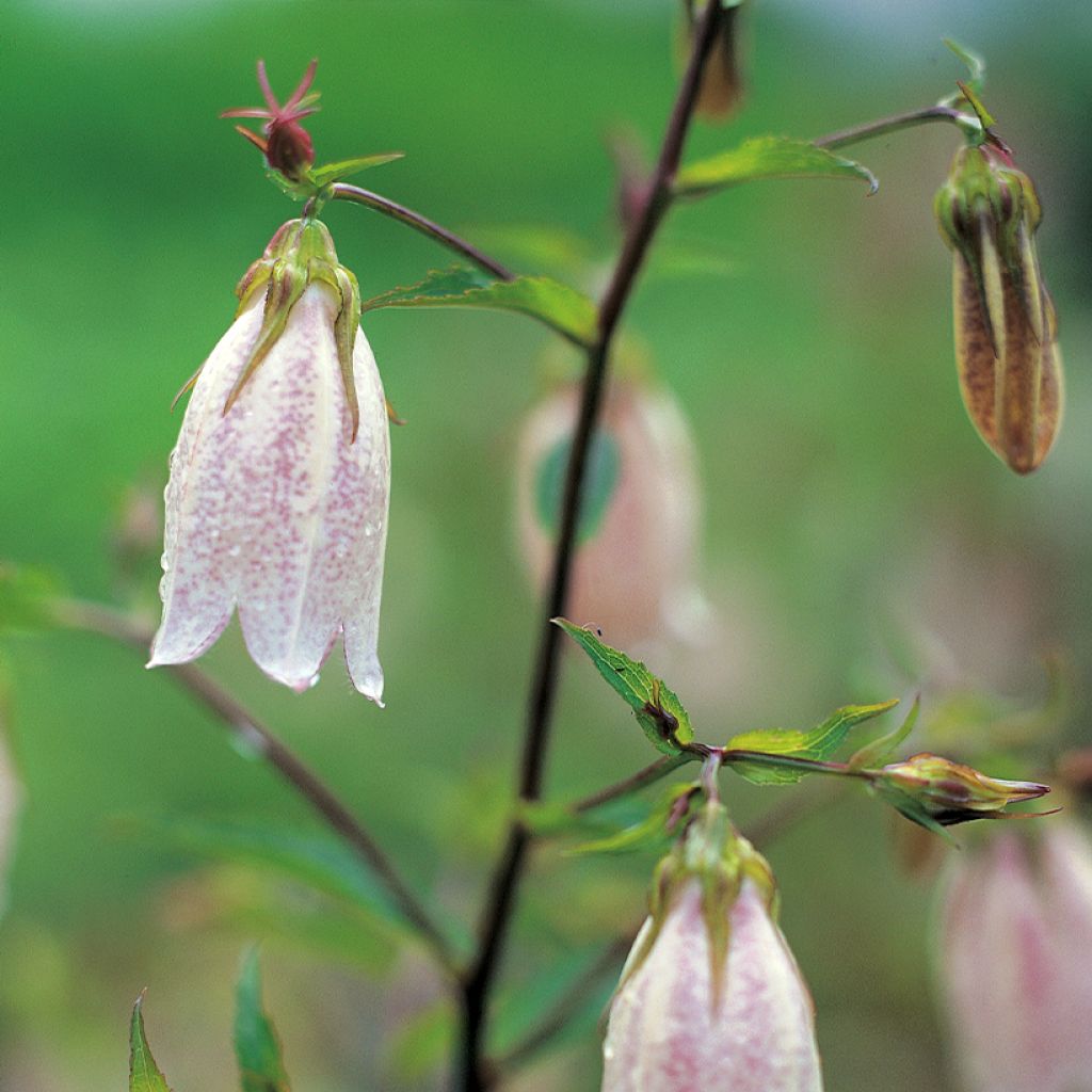 Campanula takesimana