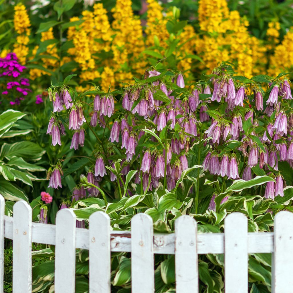 Campanula takesimana Elizabeth