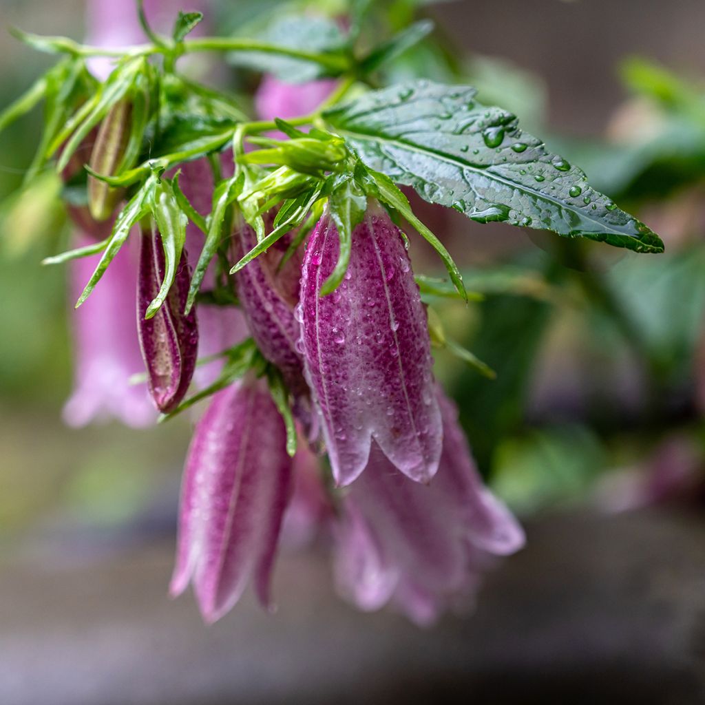 Campanula takesimana Elizabeth