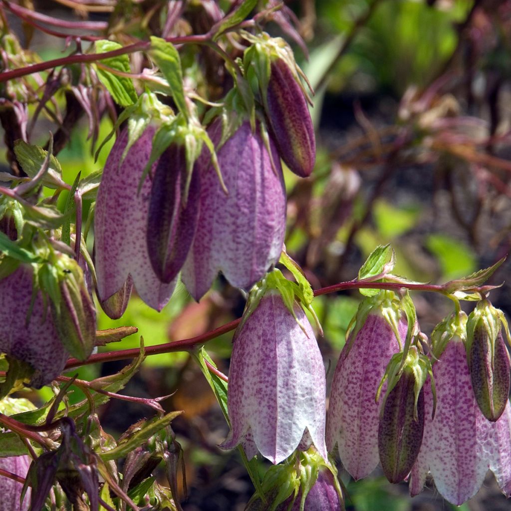 Campanula takesimana Elizabeth