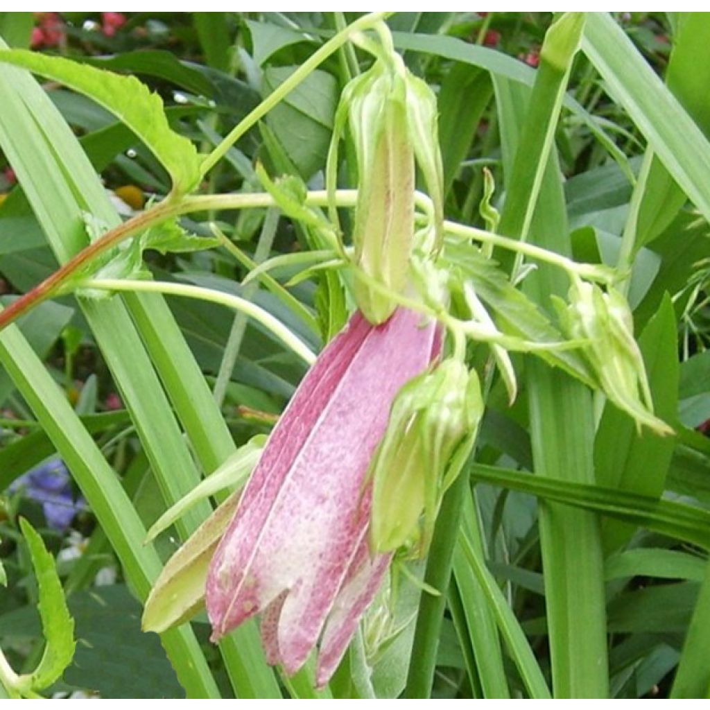 Campanula takesimana Elizabeth