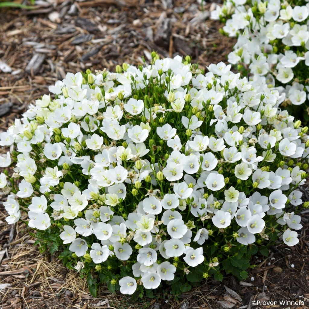 Campanula carpatica Mini Marvels Starbright