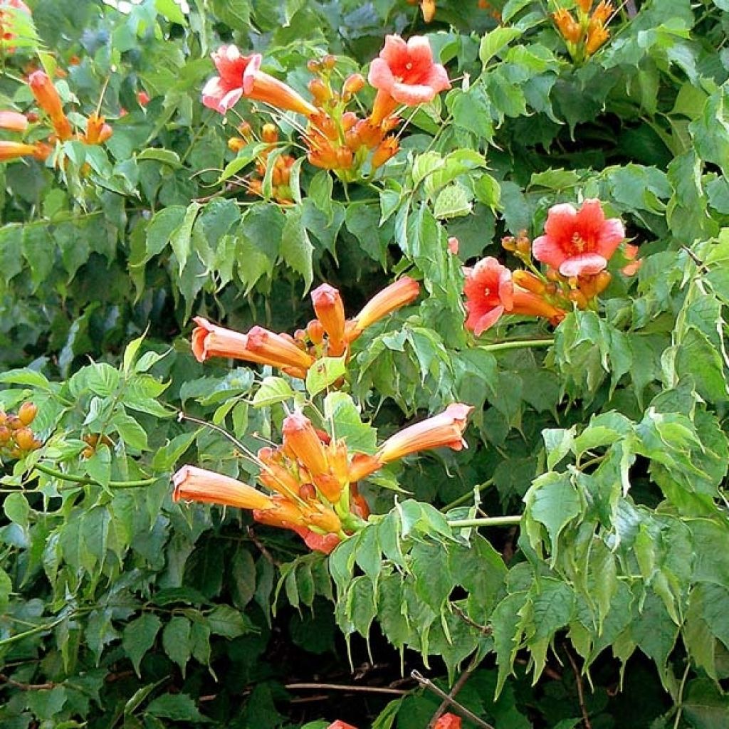 Campsis radicans