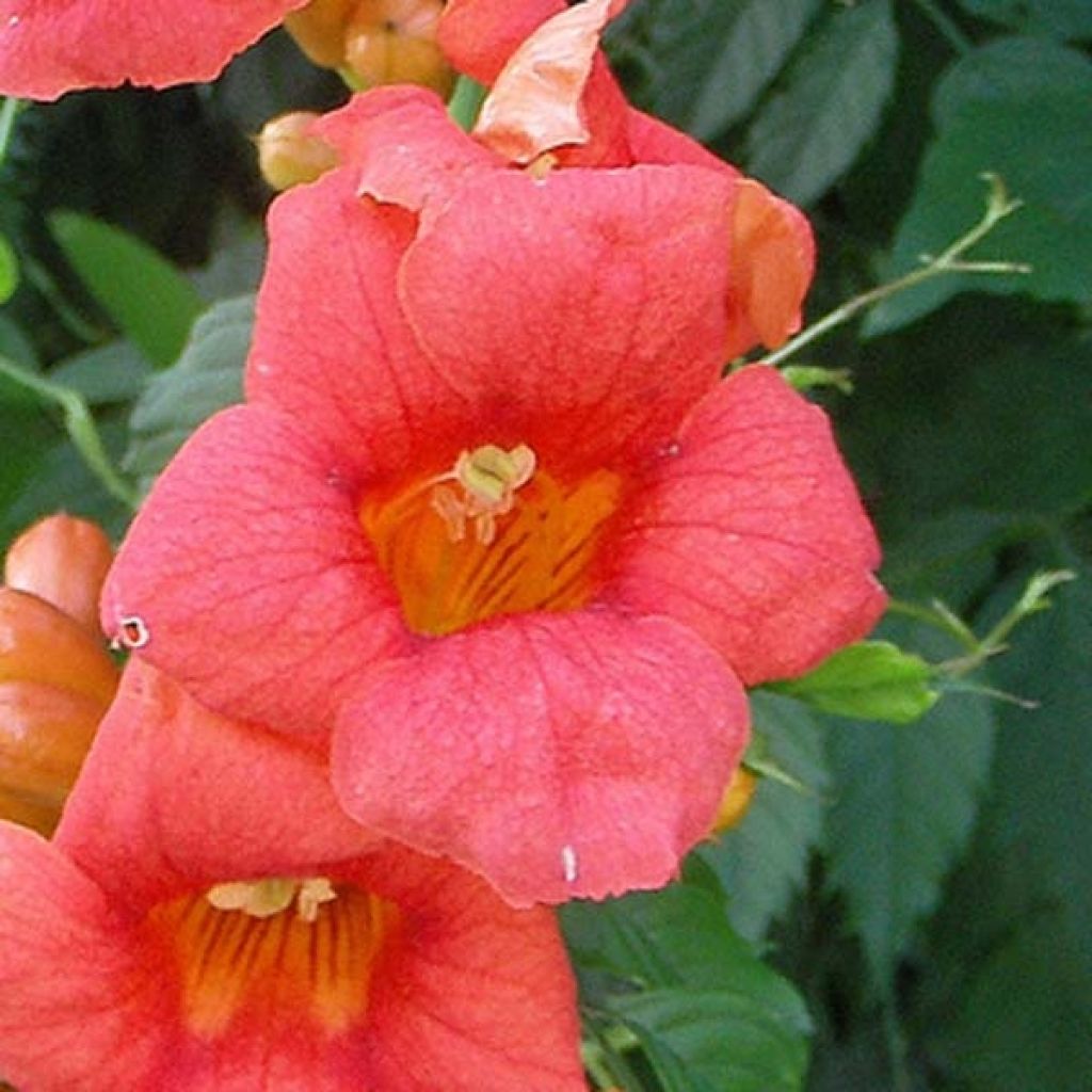 Campsis radicans