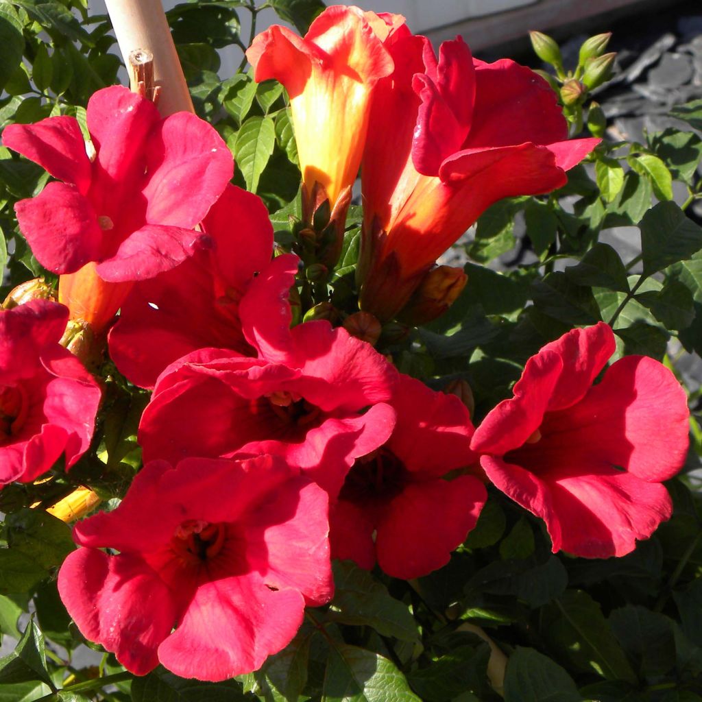 Campsis x tagliabuana Summer Jazz Fire