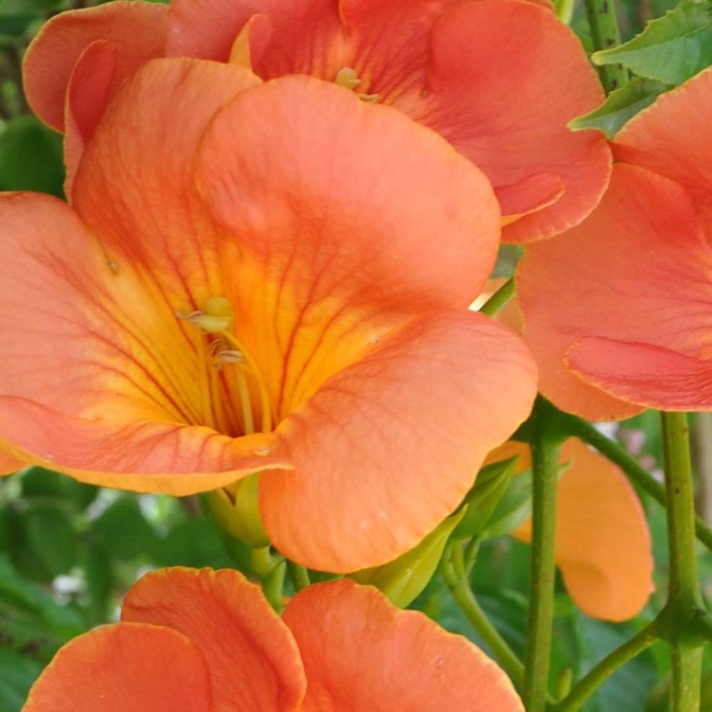 Campsis grandiflora 