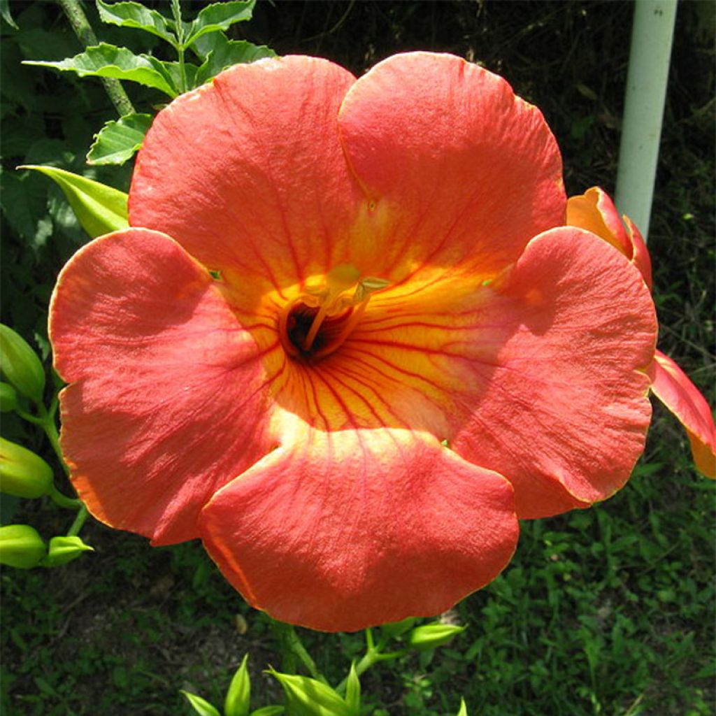 Campsis grandiflora 