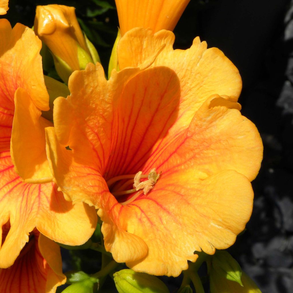 Campsis x tagliabuana Summer Jazz Gold