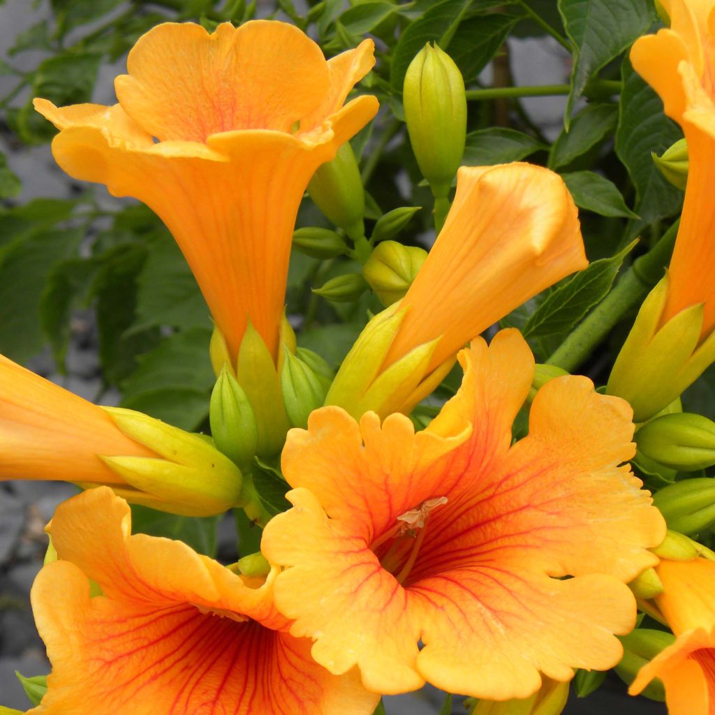 Campsis x tagliabuana Summer Jazz Gold