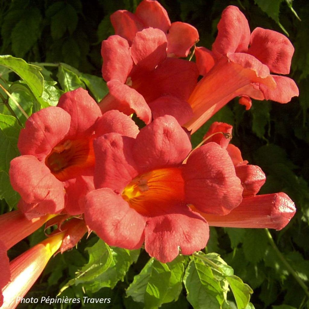 Campsis radicans x grandiflora Grenadine 'Rutcam'