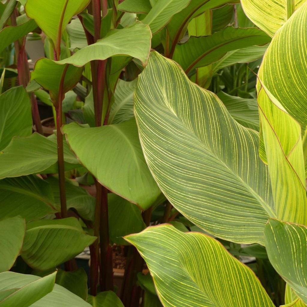 Canna Striata - Indian shot