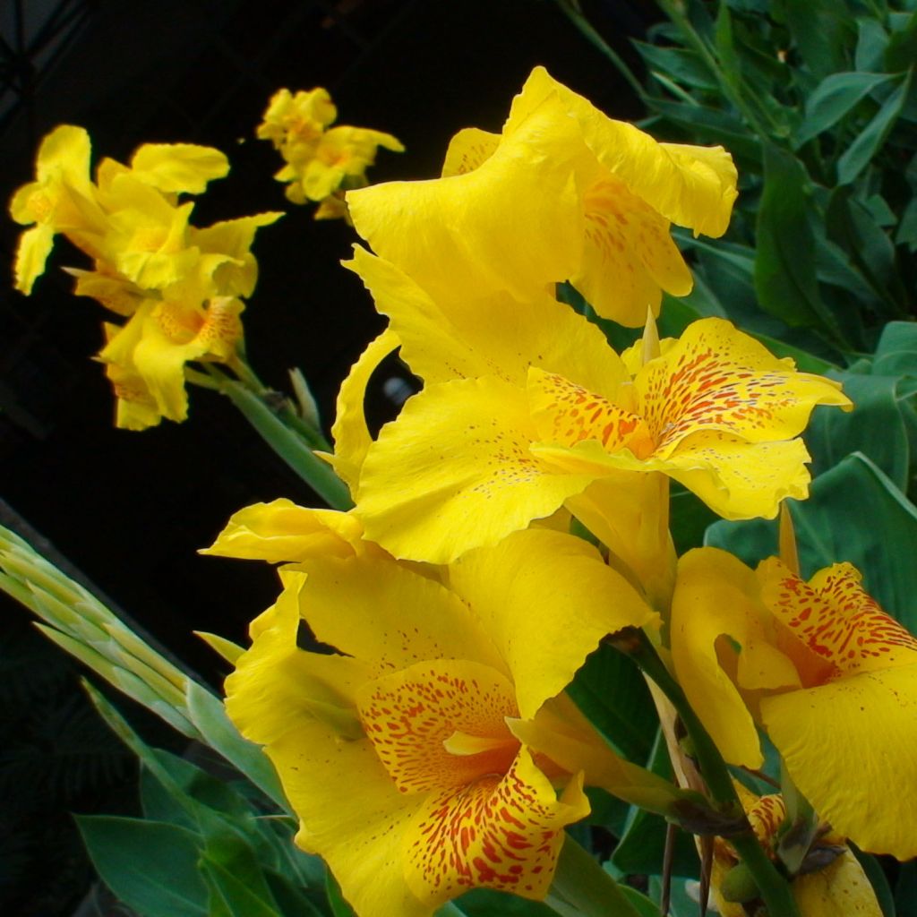 Canna Yellow Humbert - Balisier jaune picté d'orange