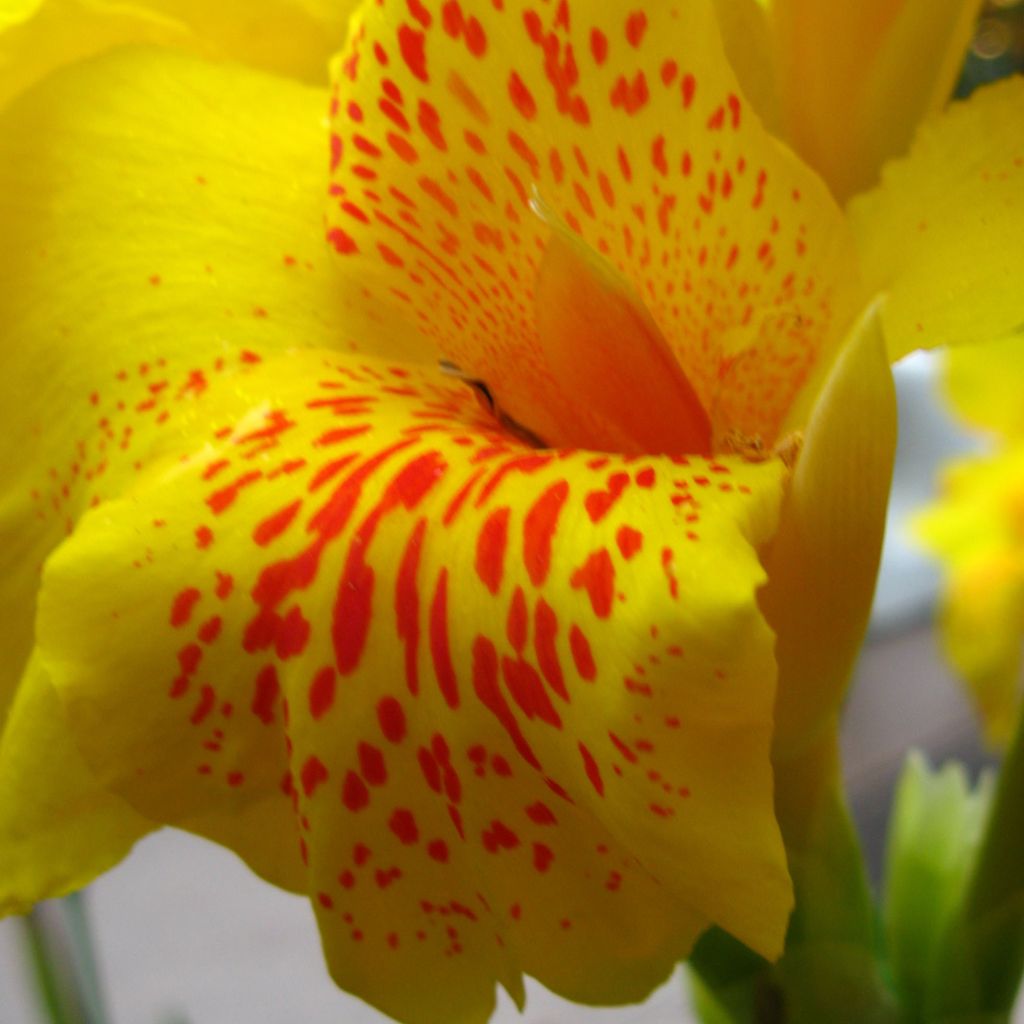 Canna Yellow Humbert - Balisier jaune picté d'orange