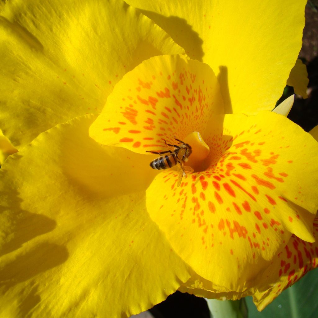 Canna Yellow Humbert - Balisier jaune picté d'orange