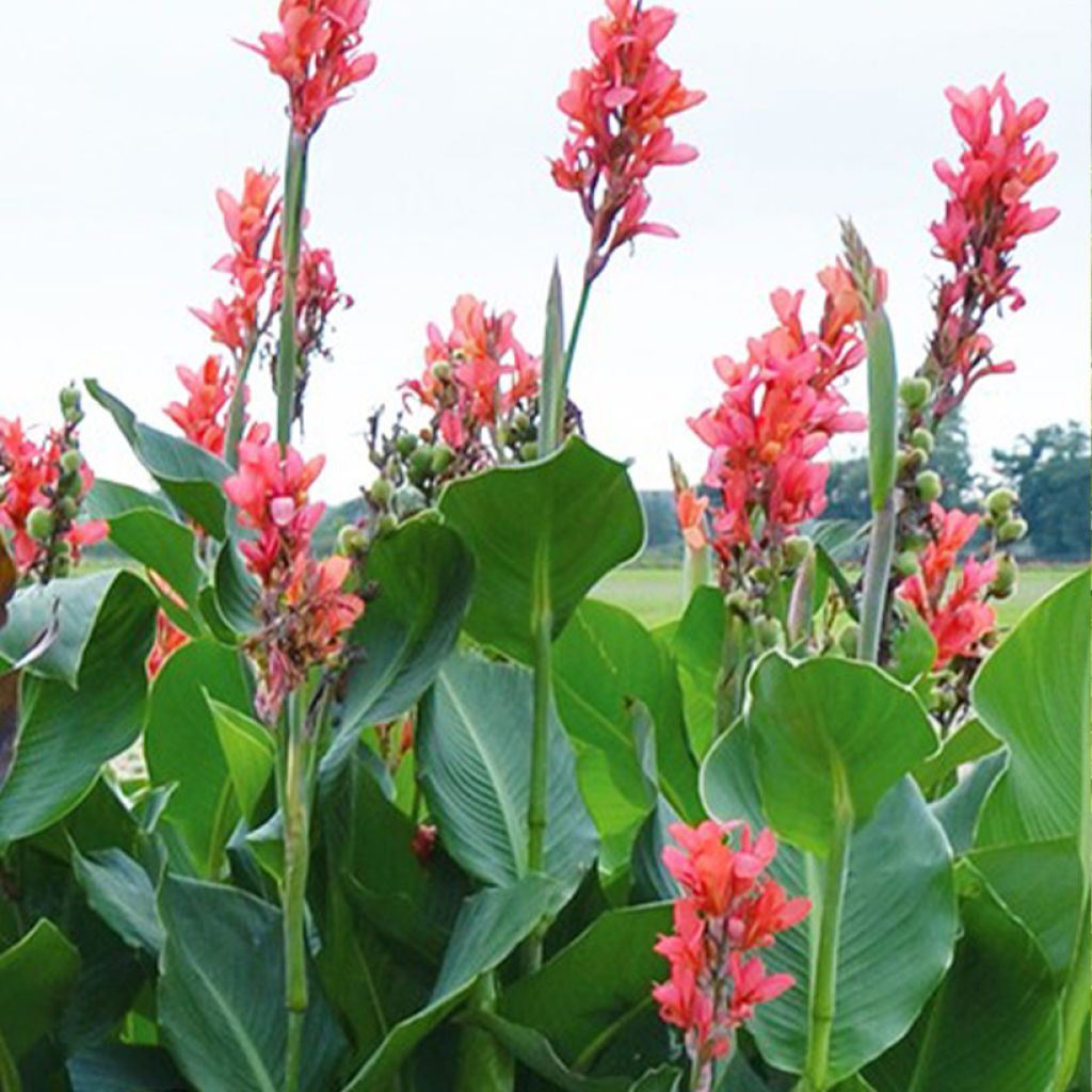Canna Eden - Giant Indian shot
