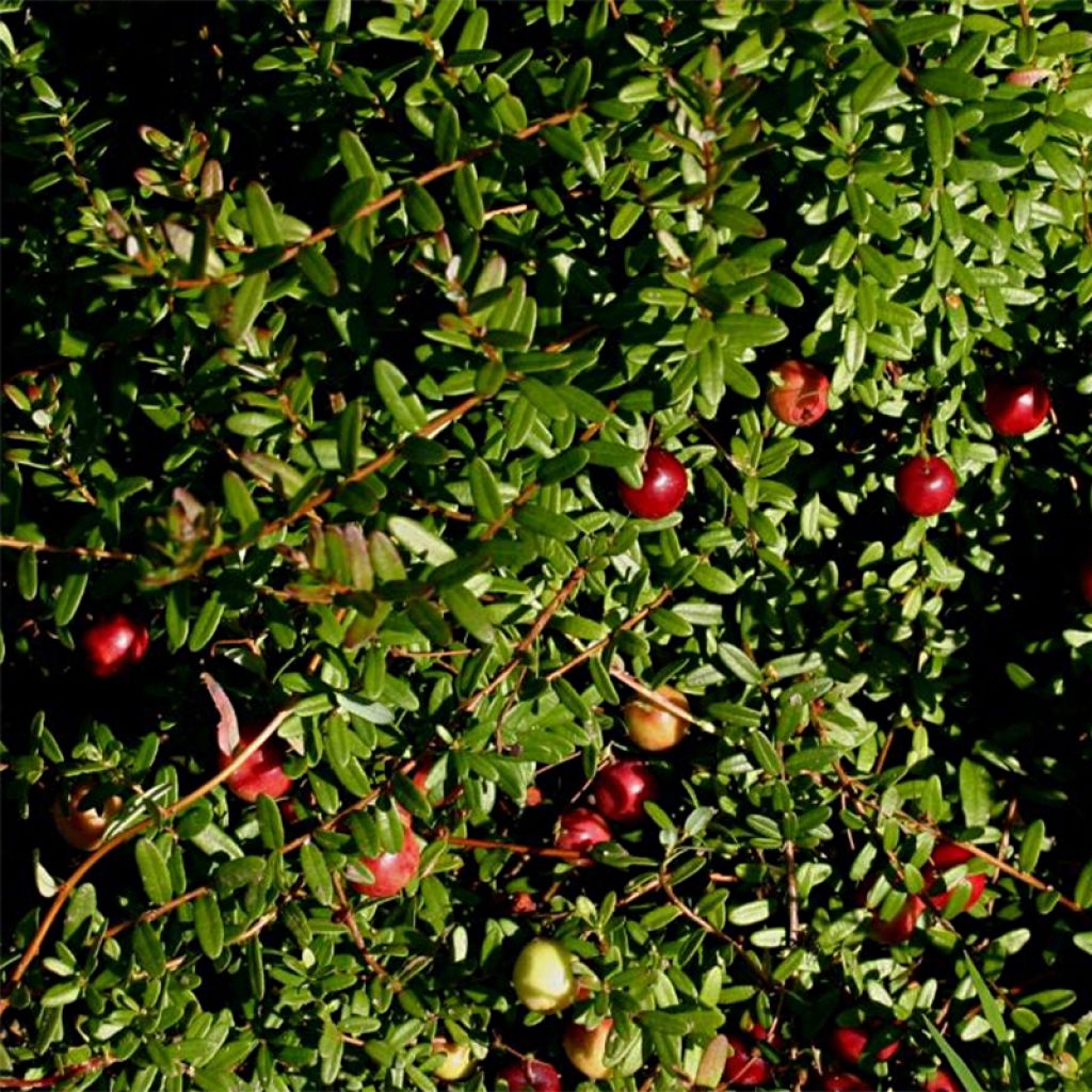 Vaccinium macrocarpon Pilgrim - Cranberry