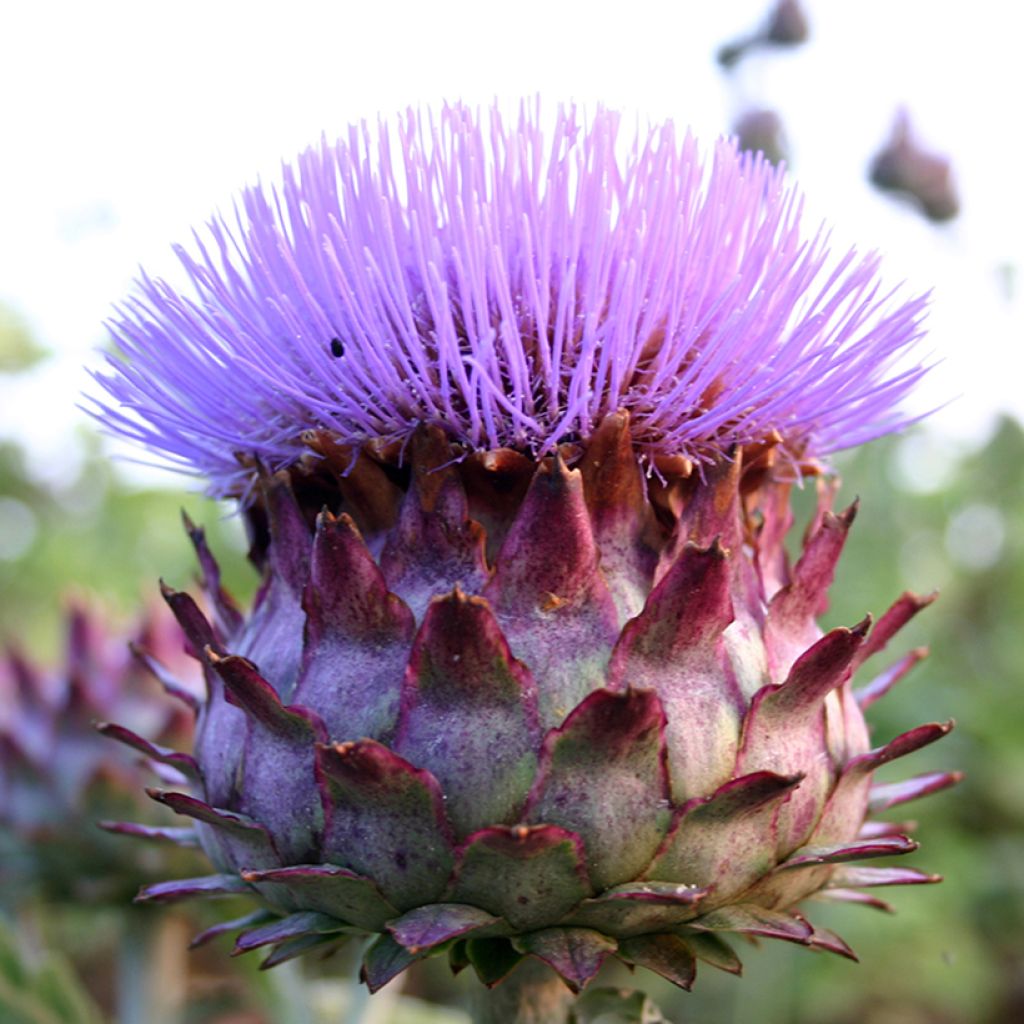 Globe artichoke - Cynara cardunculus subsp. cardunculus