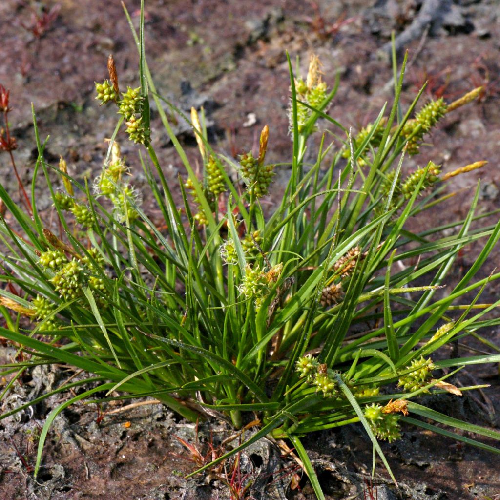 Carex atrata