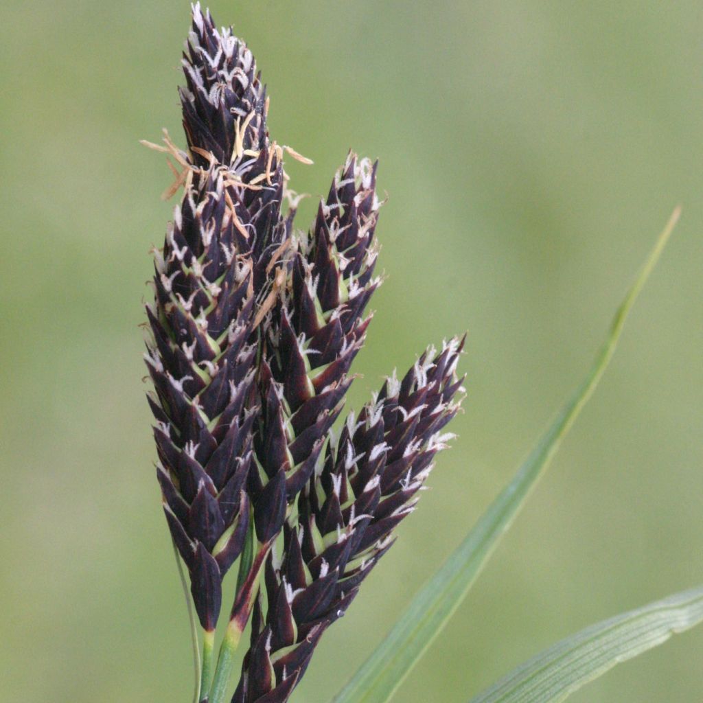 Carex atrata
