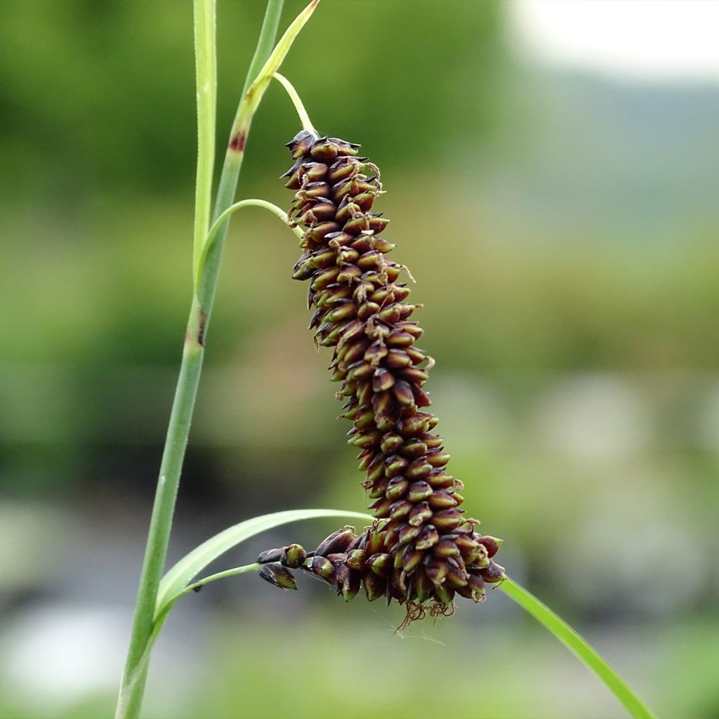 Carex atrata