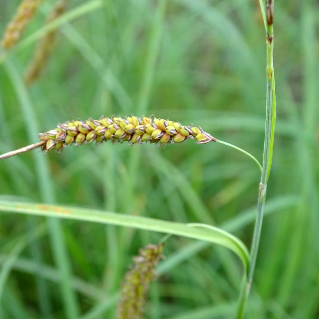 Carex flacca Blue Zinger