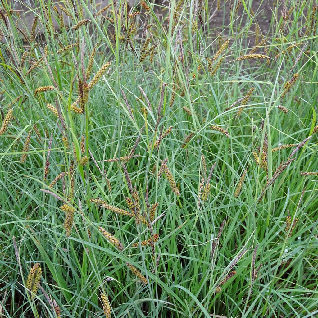 Carex flacca Blue Zinger