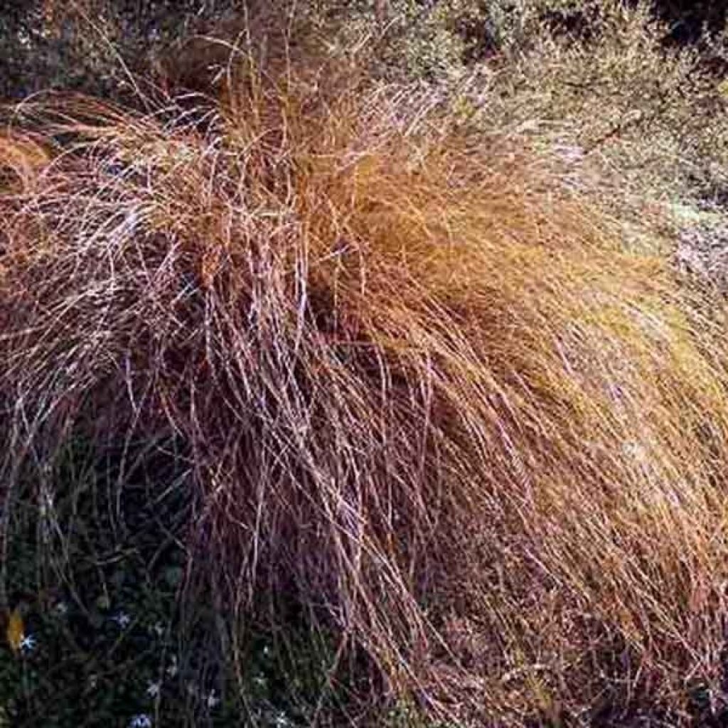 Carex flagellifera
