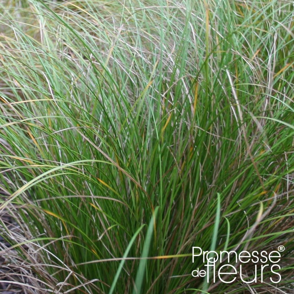 Carex flagellifera Kiwi
