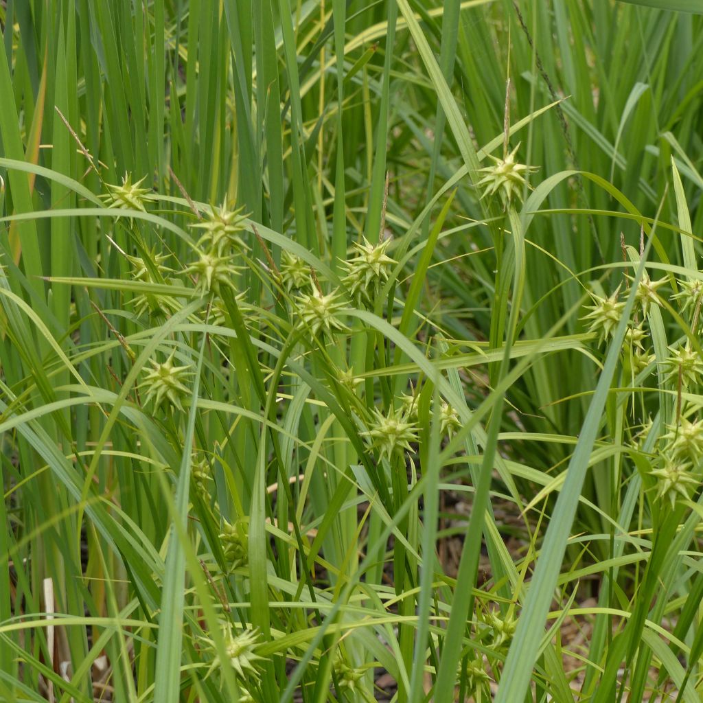 Carex grayi - Club sedge