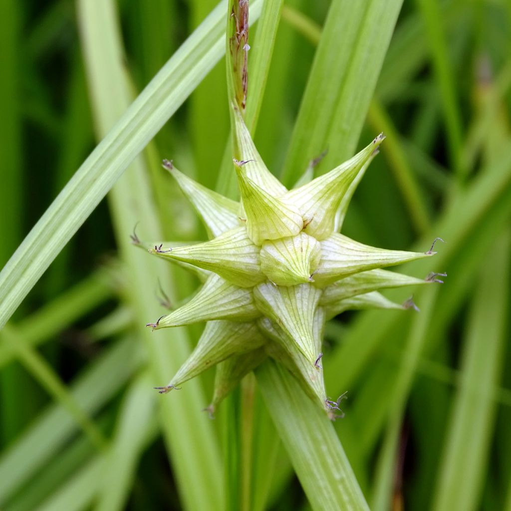 Carex grayi - Club sedge