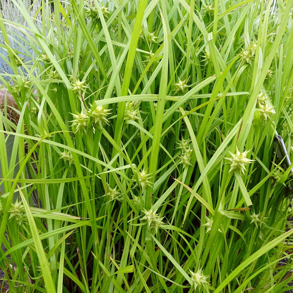 Carex grayi - Club sedge